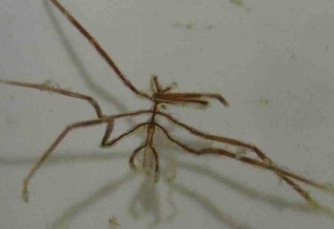 Partie centrale du corps d'un <em>Nymphon gracile</em> montrant le tube digestif ? (cf ci-contre ; désolé, je n'ai pas mieux comme photo)
