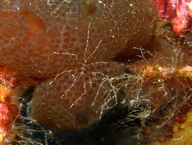 Petite erreur, c'est cette photo, également prise au même endroit (Stareso/Corse oct 2008) mais in situ, que je pense être <em>Endeis spinosa</em>...