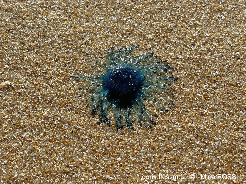 <p>Voici la photo d'une porpite échouée sur la même plage, celle qui nous a permis d'avoir la confirmation de notre hypothèse. <br>Cette photo est...