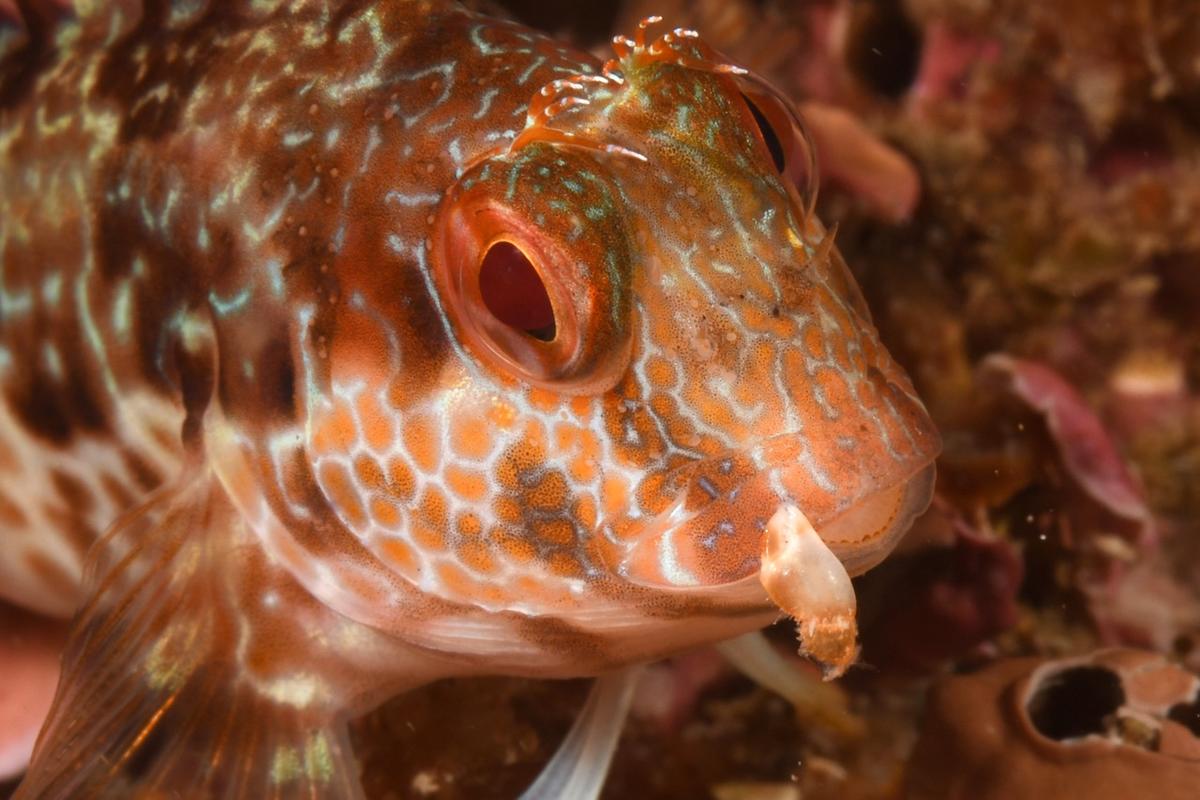 <p>Et oui Frederick, ça ne manque pas de style, et surtout d'originalité !</p><p>Sans doute un petit crustacé (crabe ?) a essayé de se défendre ava...