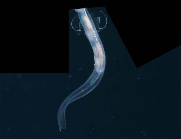 JeuDORIS d'Or Avril 2026