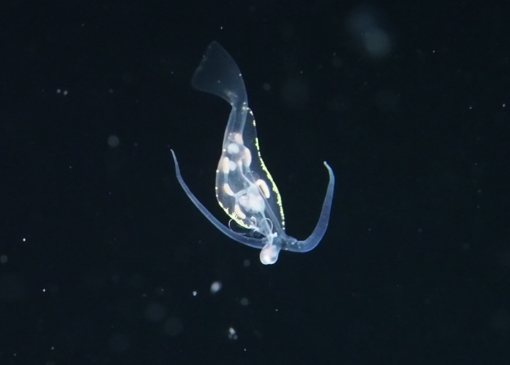 <p>En accord avec Eliot sur le taxon général, on est ici face à un nudibranche pélagique, le plus probablement <em>Phylliroe bucephala </em>dont vo...