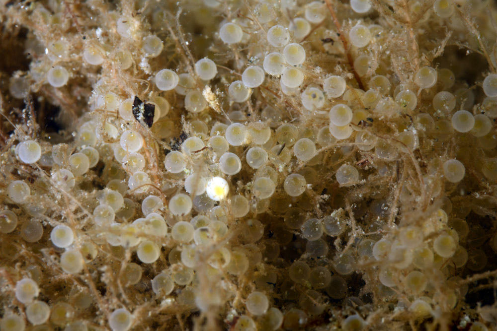 JeuDORIS d'Or Décembre 2025