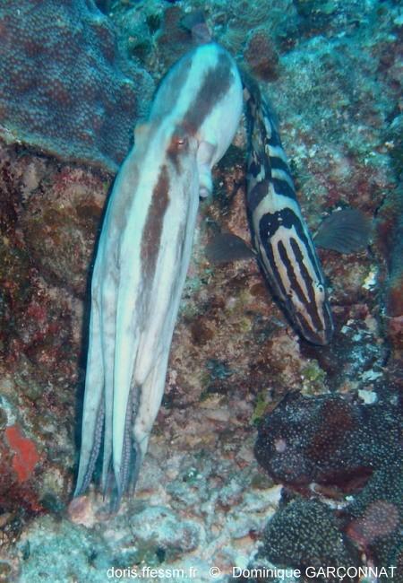 Bon ben voilà !<br />C'est bien un poulpe (J'ignore l'espèce...)<br />Quant au poisson, il s'agit d'un mérou de Nassau (<em>Epinephelus striatus</e...