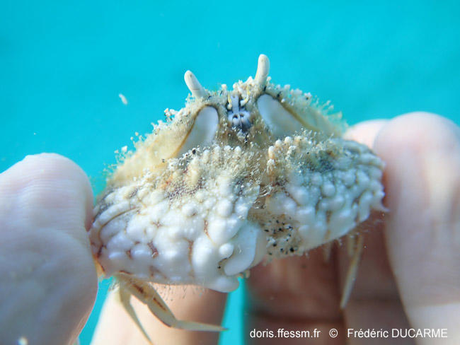 <p>Et une autre photo du crabe avec ses pinces caractéristiques.</p>