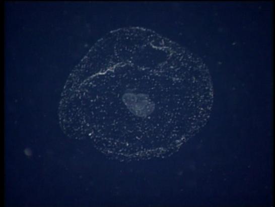<p> Bonjour à tous,</p><p>je pense que nous sommes dans le plancton...</p><p>est-ce que cela pourrait ressembler à la photo initiale?</p><p><br></p>