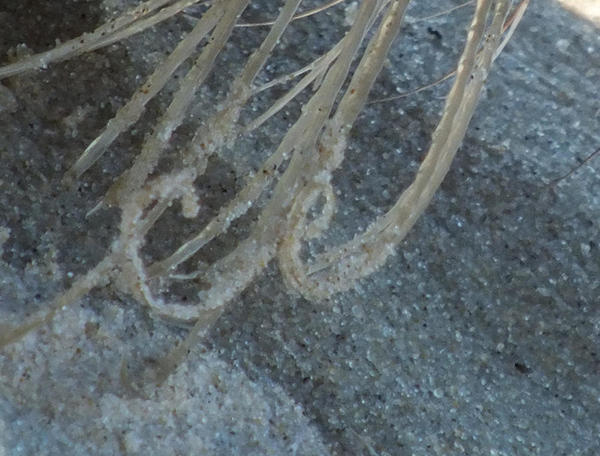 JeuDORIS d'Or Mars 2026