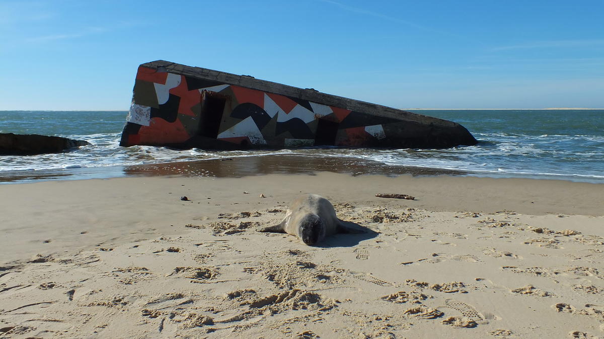 <p>Bonjour</p><p>En effet phoque que j'ai eu le plaisir de croiser lors d'une promenade en mars 2015 sur la plage du Petit Nice à La Teste de Buch...
