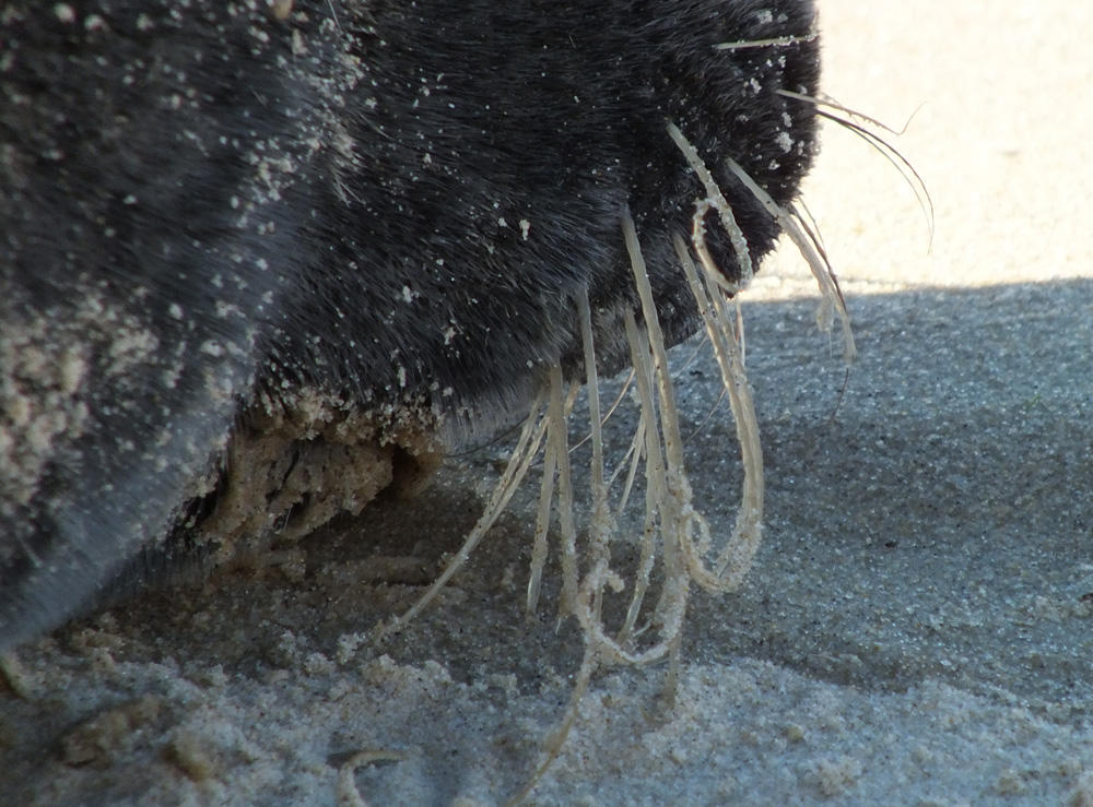 <p>La réponse a été donnée par Éric : il s'agit bien des vibrisses d'un phoque.<br>Bravo, Éric ! <br><br>Mais effectivement, dans le monde marin, o...