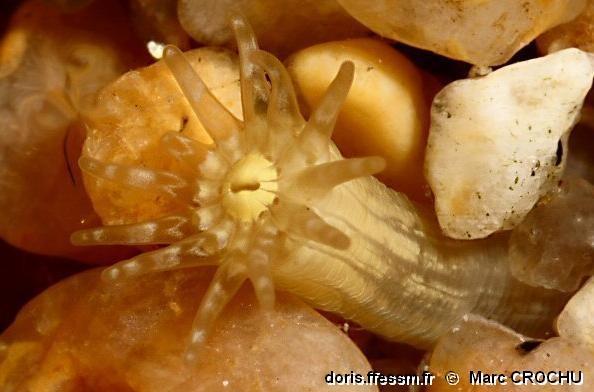 Et voilà la bête, tous tentacules dehors !<br /><br />Il s'agit vraisemblablement de <em>Halcampa chrysanthellum</em>, une espèce de substrat meubl...