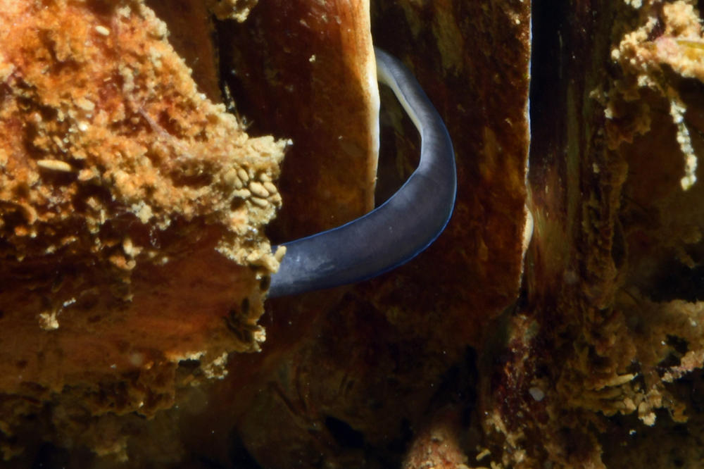 JeuDORIS d'Or Novembre 2025