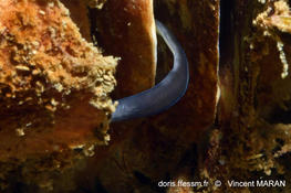 JeuDORIS d'Or Novembre 2025