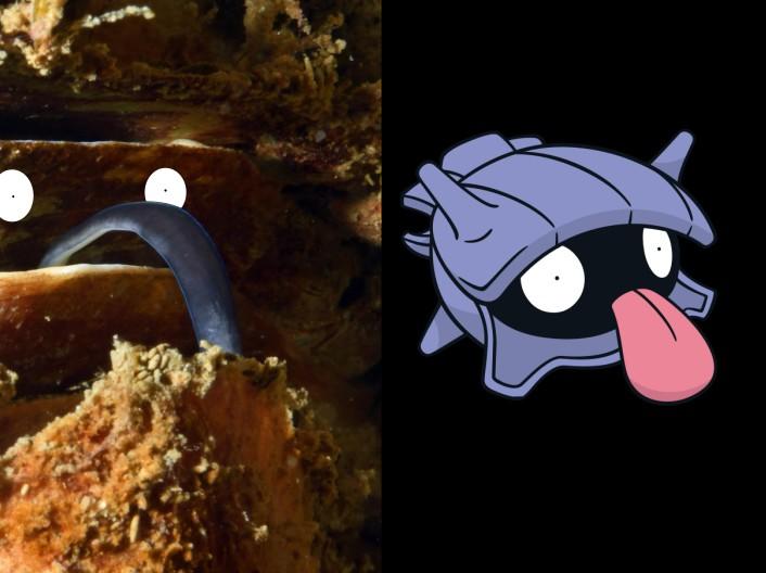 <p>Je ne comprenais pas où tout le monde voyait un bivalve, mais en tournant la photo de 90° la réponse saute aux yeux…</p>