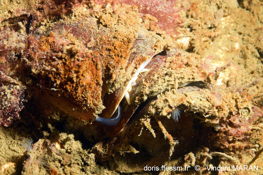 <p>Oui, c'est bien elle !<br>Le bénéfice de cette bonne réponse sera partagé avec Marc et Christine qui l'avaient fait bien avancer.</p><p>La repro...
