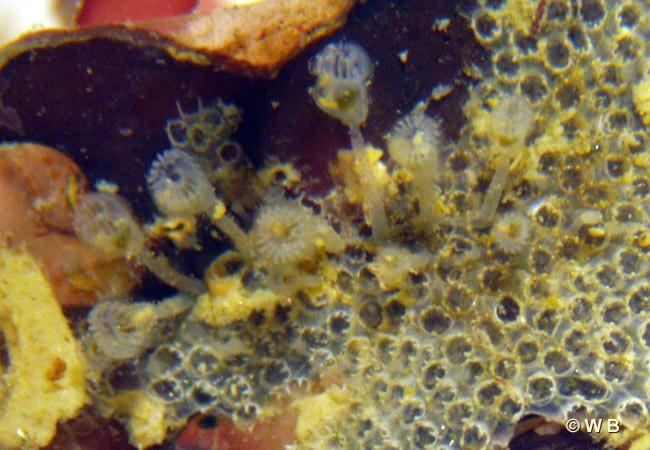 Et une photo d'une petite colonie de l'Entoprocte <em>Pedicellina cernua</em> en compagnie du Bryozoaire <em>Electra pilosa</em>, mais bien d'autre...