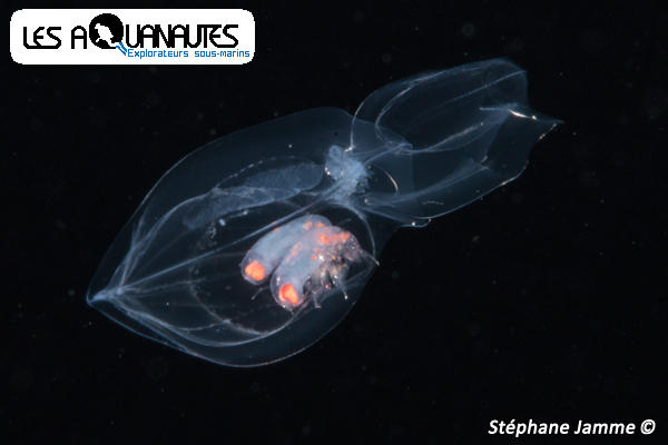 <p>Le bout du bout du siphonophore : <i>Chelophyes appendiculata</i></p>