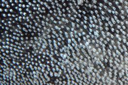 JeuDORIS d'Or Octobre 2025