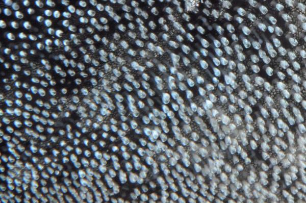 JeuDORIS d'Or Octobre 2025