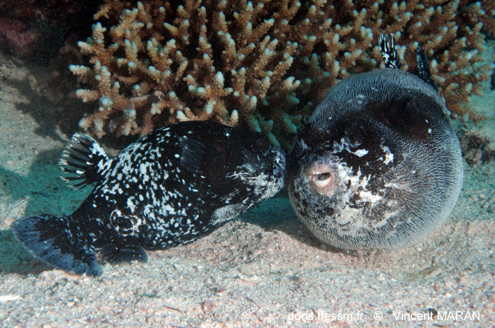 <p>Bravo Simon, mais je pense que l'on peut partager le gain de la réponse avec Christine qui a bien fait progresser la résolution !<br>En effet, i... <p>Bravo Simon, mais je pense que l'on peut partager le gain de la réponse avec Christine qui a bien fait progresser la résolution !<br>En effet, i...