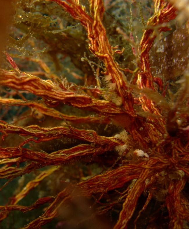 Oui, il y a bien des petits bryozoaires en épibionte sur le truc,<br />je ne sais pas si la coloration est du à des Cyanobactéries, mais c'est pas...