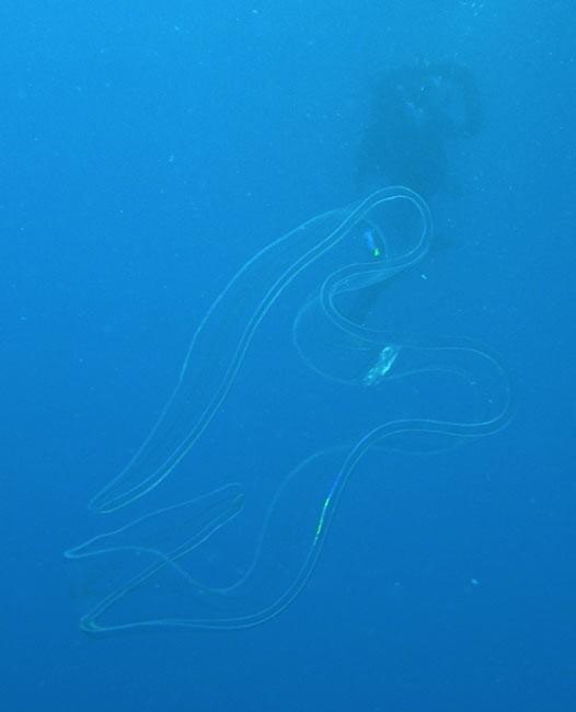 une autre photo de la même ceinture de Vénus.