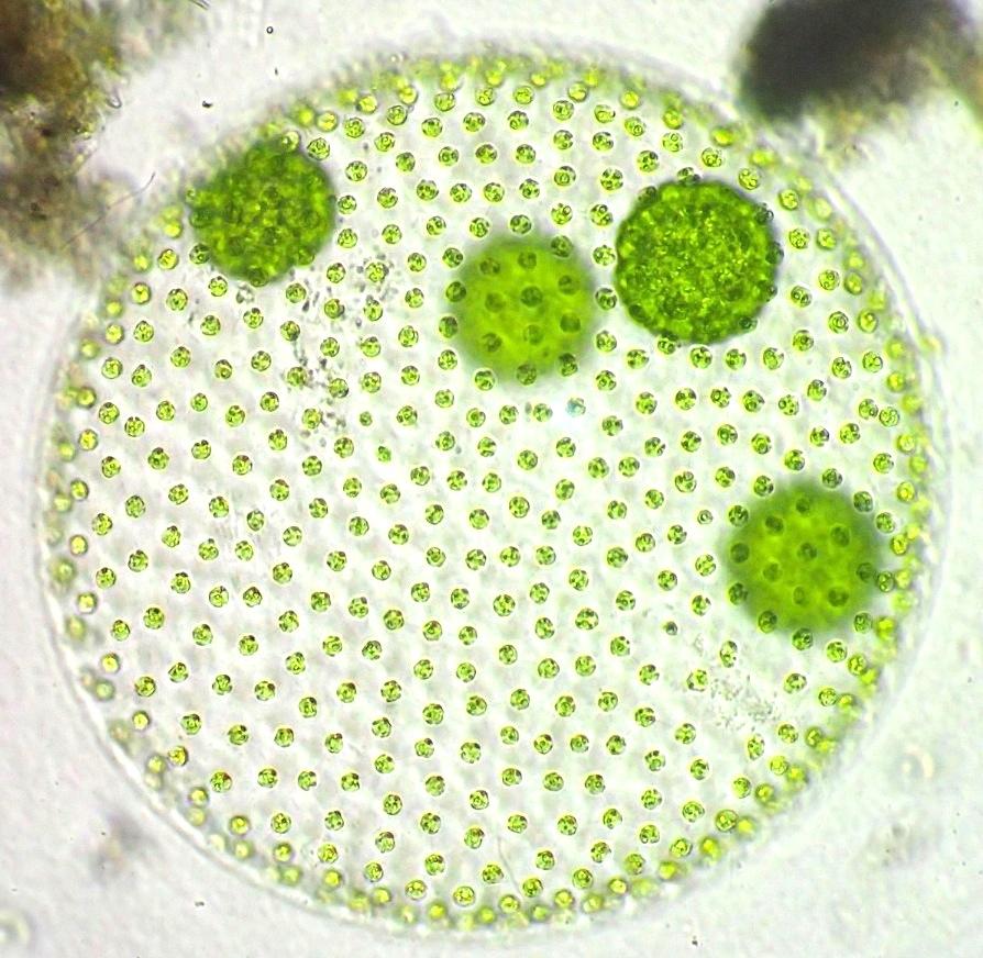 <p>Les Volvox sont des algues vertes microscopiques qui se tiennent à la surface des eaux douces tranquilles. Elles forment des colonies sphériques...
