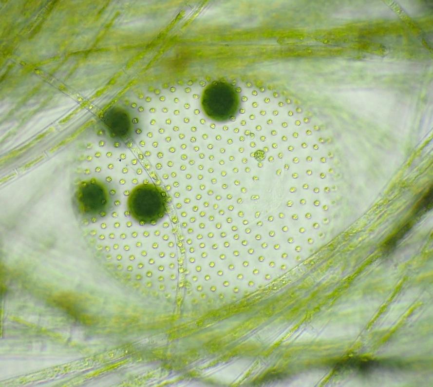 <p>Une photo supplémentaire, montrant un colonie de <em>Volvox aureus</em> entourée d'algues vertes filamenteuses.</p>
