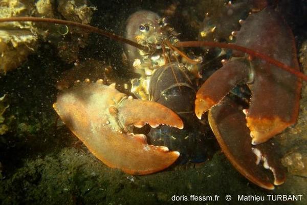 JeuDORIS Homard en tête à queue...