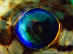 JeuDORIS : Les yeux dans les yeux