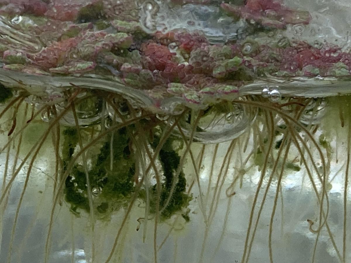 <p>Une vue latérale <em>ex-situ</em> montre clairement les racines submergées.</p>