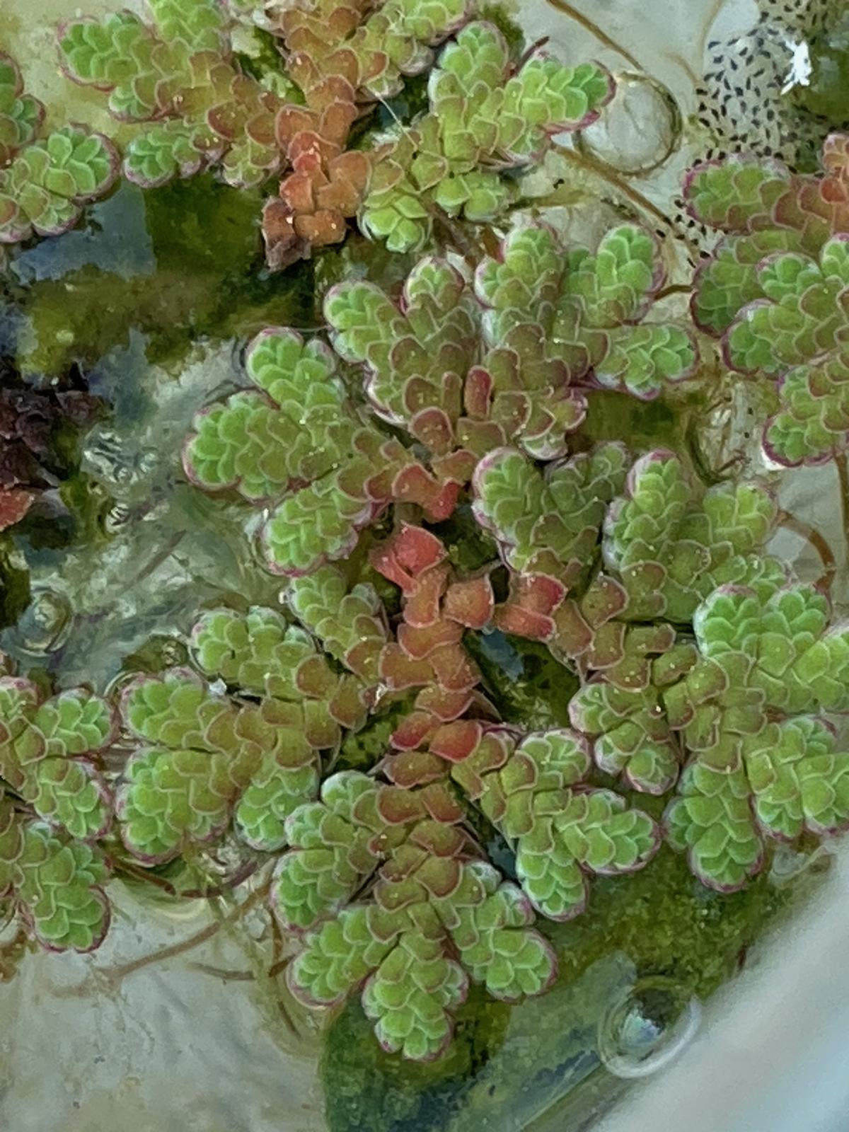 <p>Vue générale des plantes avec feuilles écailleuses. Elles flottent à la surface de l'eau.</p>