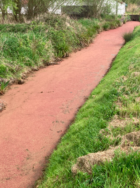 <p>Vue générale du fossé complètement couvert par cette mini fougère flottante.</p>