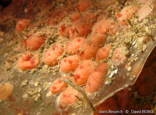 Voici l'aspect de cette espèce dans le milieu,<br />rouge et sans plaque hexagonale réellement visible !<br /><br />Une fois de plus le nom de nos...