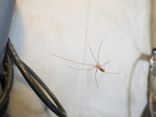 L'araignée à grande pate (sans doute opilion, merci Bruno G.) avant moisissure.