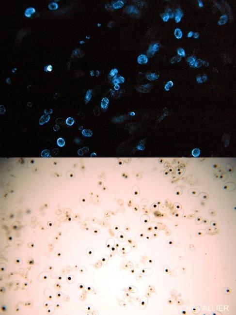 Bonjour<br /><br />Oui, il s'agit bien de plancton bioluminescent, et l'espèce est citée dans le doc dont Bruno nous a donné le lien.<br /><br />Il...