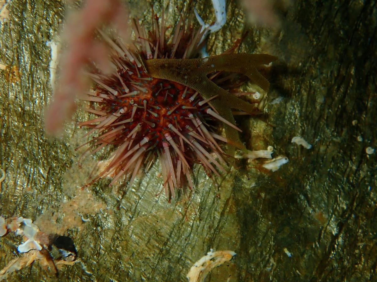 Jeune de Paracentrotus lividus?