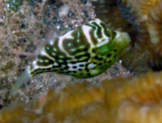 Jeune poisson-ballon ? Mayotte