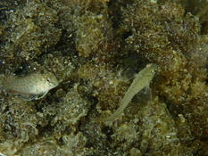 jeunes blennies palmicornes?