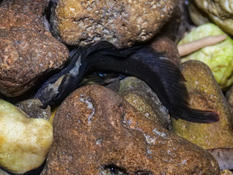 Joli petit poisson noir. Qui est-il ?