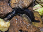 Joli petit poisson noir. Qui est-il ?
