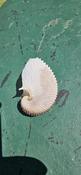 jolie coquille inconnue