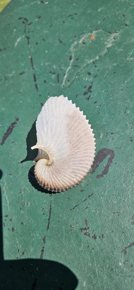 jolie coquille inconnue