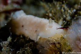 Jorunna tomentosa