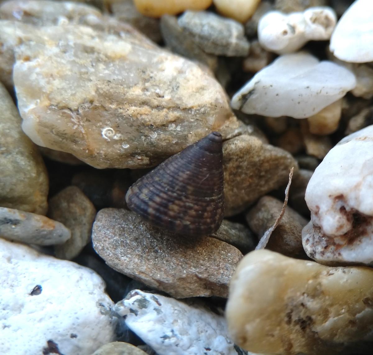Jujubinus 2 - striatus ?