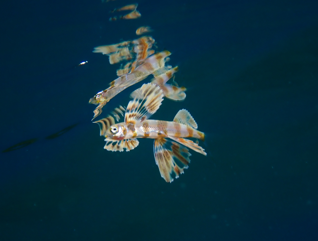 Juvenil de Cheilopogon heterurus?