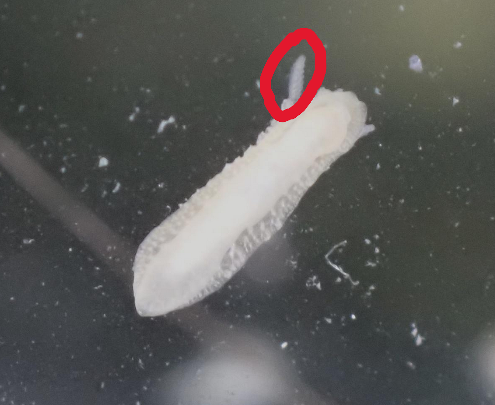 <p>Es-ce que ça appartient à l'animal (cérates) ou bien est-ce une particule qui se superpose à la photo?</p><p>l'animal est-il fin comme une feuil...