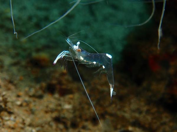 juvenil ou pas Ancylomenes magnificus ?