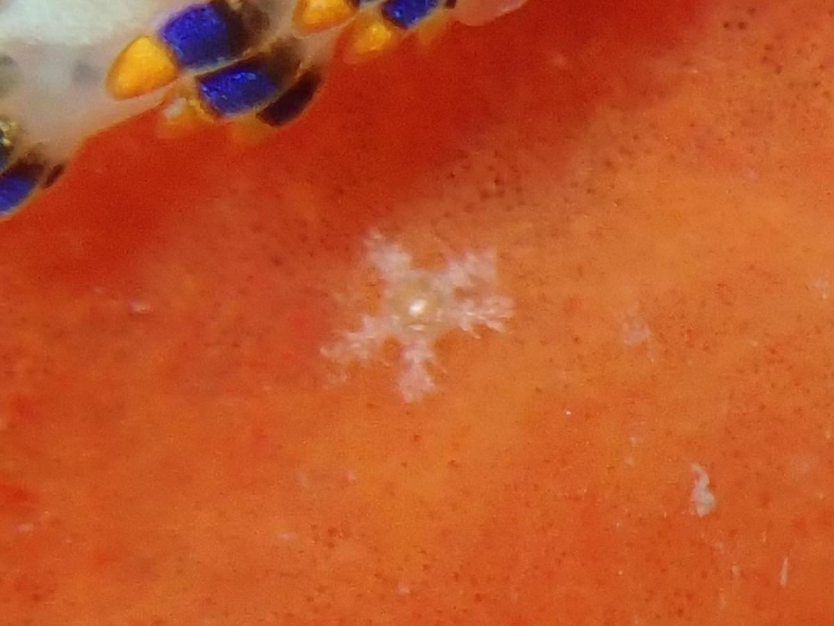 Juvénile d'ophiure