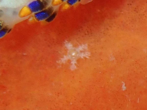 Juvénile d'ophiure