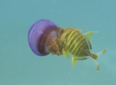 Juvénile de carangue poussant une méduse
